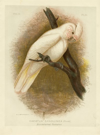 Blodfläckad kakadua, 1891 av Gracius Broinowski