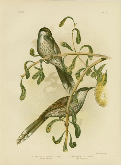 Lumulerad Wattlebird Eller Little Wattlebird, 1891 av Gracius Broinowski