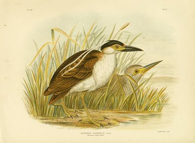 Nankean Night Heron Eller Nankeen Night Heron, 1891 av Gracius Broinowski