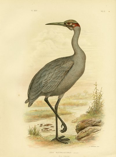 Native Companion Eller Brolga, 1891 av Gracius Broinowski