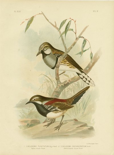 Fläckig marktrast, 1891 av Gracius Broinowski