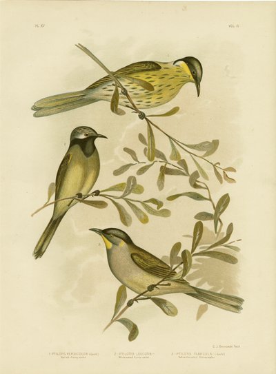 Varierad honungsätare, 1891 av Gracius Broinowski