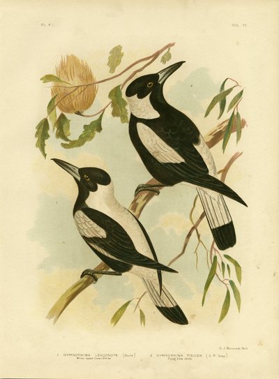 Vitryggad kråkaska, 1891 av Gracius Broinowski