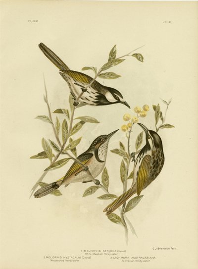 Vitkindad honungsätare, 1891 av Gracius Broinowski