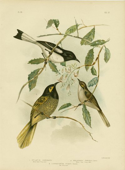 Honungsätare med gul ansikte, 1891 av Gracius Broinowski