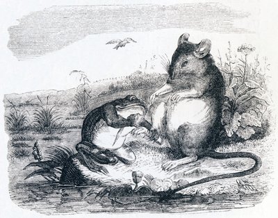 Grodan och råttan - Fables av La Fontaine av Grandville