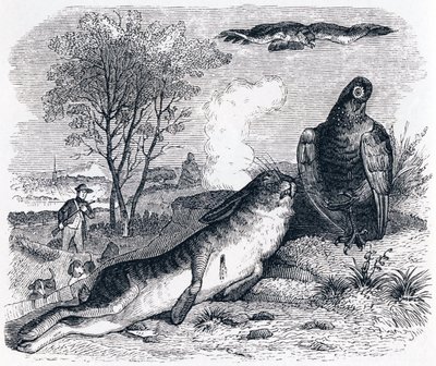 Haren och rapphönan - Fables av La Fontaine av Grandville