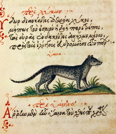 Avhandling om hyena, test och miniatyr från De animalium natura et proprieta libellus, av Aelianus (2:a-3:e århundradet e.Kr.) av Greek School