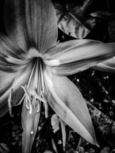 Blomma nr 14, 2025 (foto) av Guilherme Pontes