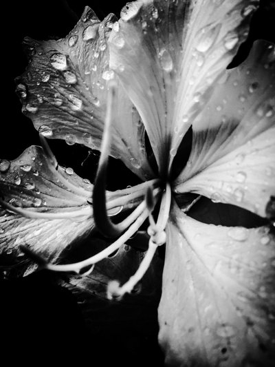 Blomma nr 19, 2025 (foto) av Guilherme Pontes