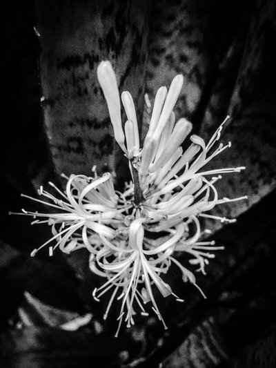 Blomma nr 22, 2025 (foto) av Guilherme Pontes