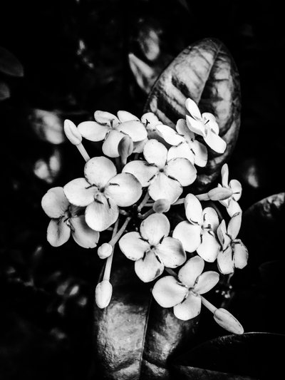 Blomma nr 24, 2025 (foto) av Guilherme Pontes