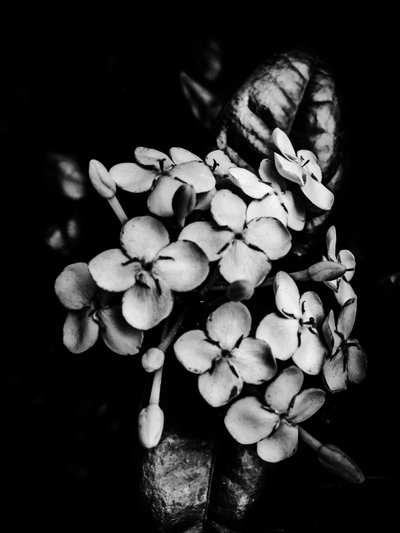 Blomma nr 29, 2025 (foto) av Guilherme Pontes