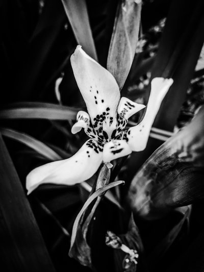 Blomma nr 35, 2025 (foto) av Guilherme Pontes