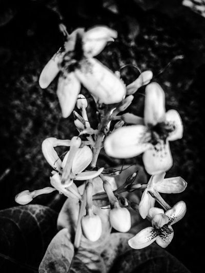 Blomma nr 38, 2025 (foto) av Guilherme Pontes