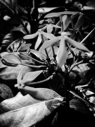 Flower nº 8, 2025 (foto) av Guilherme Pontes
