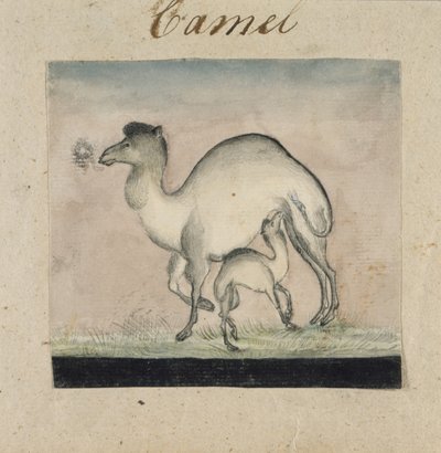 Mamma kamel och hennes kalv (wc & penna & bläck på papper) av Gungaram Tambat