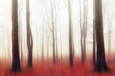 Den drömlika röda skogen av Gustav Davidsson