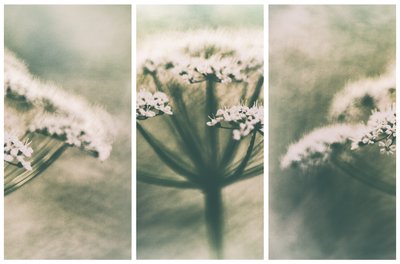 Eteriska vita blommor av Gustav Davidsson