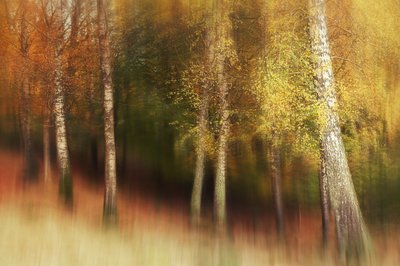 Guldbjörkskogen av Gustav Davidsson