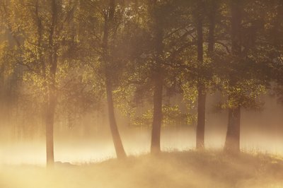 Gyllene morgondimma av Gustav Davidsson