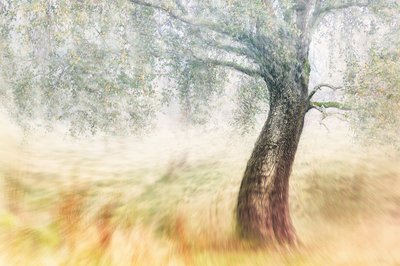 Misty Field-trädet av Gustav Davidsson