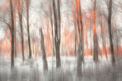 Orange skogsglöd av Gustav Davidsson
