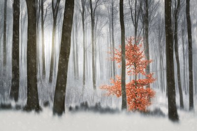 Apelsinträdets vinterskog av Gustav Davidsson