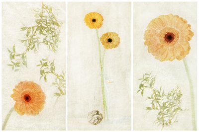 Soft Gerbera-triptyk av Gustav Davidsson