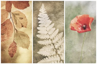 Vintage Nature Trio av Gustav Davidsson