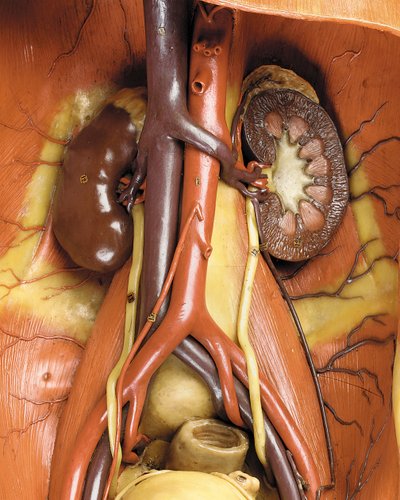 Detalj av en manlig anatomisk ekorchemodell, som visar muskler, artärer och vener, cirkulationen och nervsystemet (vax) (se även 469822 till 469827) av Gustav Zeiller