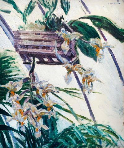 Orkidéer, c. 1893 (olja på duk) av Gustave Caillebotte