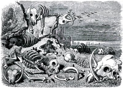 Sindbad sjömannen (Sinbad) - berättelsen om de tusen och en (1001) nätterna - illustration av Gustave Dore - utgåva Maxwell 1865 - Sjunde och sista resan: elefanternas kyrkogård där Sindbad ska återfå elfenbensförsvaret av Gustave Dore