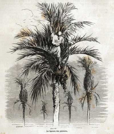 Ligeringen av palmerna i Elche, i syfte att bevara vitheten, för att fläta dem, teckning av Gustave Dore (1832-1883), för att illustrera hans resa till Spanien, 1862, med Ch. Davillier. Gravyr i "" Le tour du monde", redigerad av E av Gustave Dore