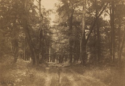Bas-Bréau, Forest of Fontainebleau, 1849-1852. av Gustave Le Gray