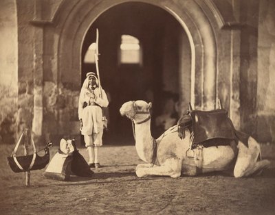Kamel liggande, ca 1866 (fotogravyr) av Gustave Le Gray