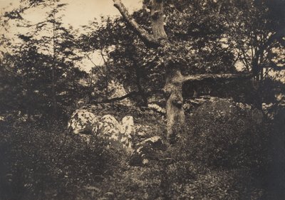 Ek i klipporna vid Fontainebleau, 1849-52. av Gustave Le Gray
