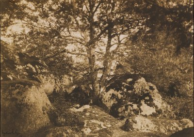 [Oak Tree and Rocks, Forest of Fontainebleau], 1849-52. av Gustave Le Gray
