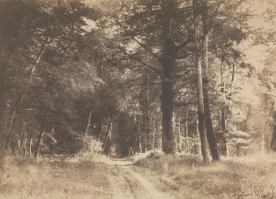 Stig i skogen Fontainbleau, 1849-1852. av Gustave Le Gray
