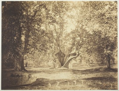 Träd, Forest of Fontainebleau av Gustave Le Gray
