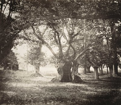 Träd, Fontainebleauskogen av Gustave Le Gray