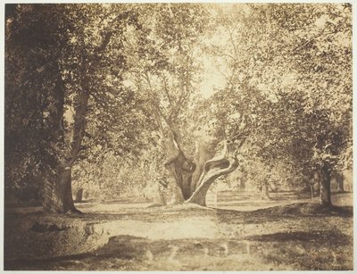 Träd, Forest of Fontainebleau, ca. 1856. av Gustave Le Gray