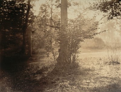 Trädstudie, Forest of Fontainebleau, ca. 1856. av Gustave Le Gray