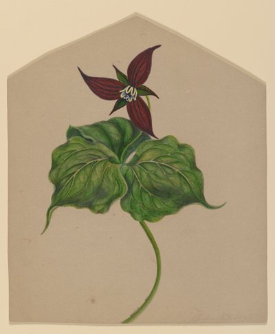 Vinröd blomma av H. Lynde