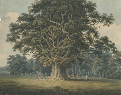 Needwood - Swipcar Oak: akvarellmålning och [tidigt 1800-tal] av H Moore