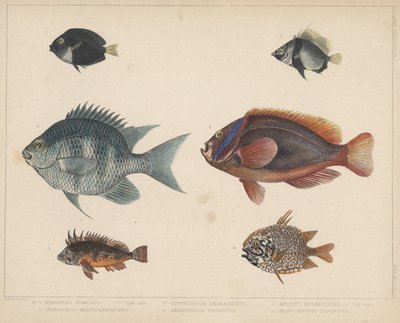 1. Etroplus Fumosus, 2. Heniochus Macrolepidotus, 3. Glyphisodon Smaragdinus, 4. Amphiprion Frenatus, 5. Apistus Rubrippinis, 6. Monocentris Japonicus av H. Patterson
