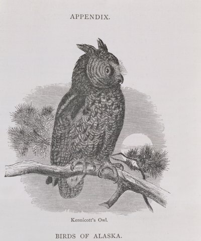 Kennicotts Owl, från Alaska och dess resurser, av William H. Dall, graverad av H. H. Nicholls, pub. 1870 av H. W., Elliot