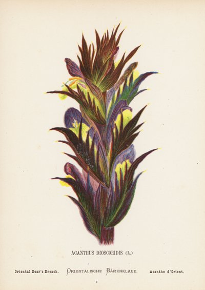 Vilda blommor i det heliga landet: Acanthus Dioscoridis; Orientalisk björnbräken (gravyr i färg) av Hannah Zeller