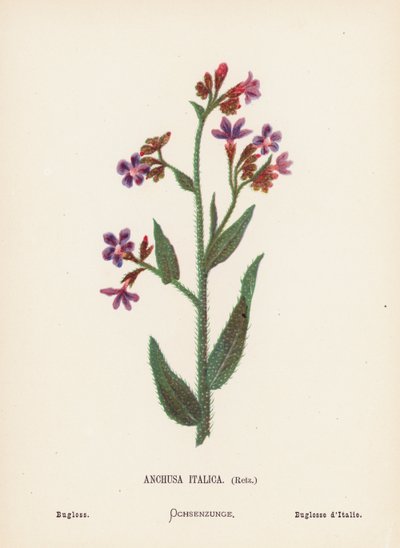 Vilda blommor i det heliga landet: Anchusa Italica, Retz; Bugloss (kolorerad gravyr) av Hannah Zeller