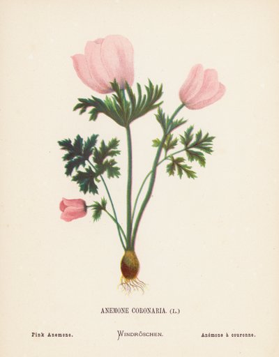 Vilda blommor i det heliga landet: Anemone Coronaria; Rosa anemone (färggravyr) av Hannah Zeller